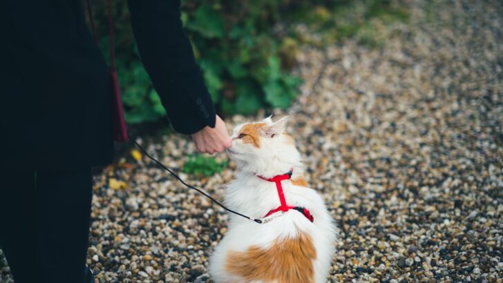 Yes, You Can Train Your Cat &ndash; Here&rsquo;s How to Strengthen Your Bond Along the Way