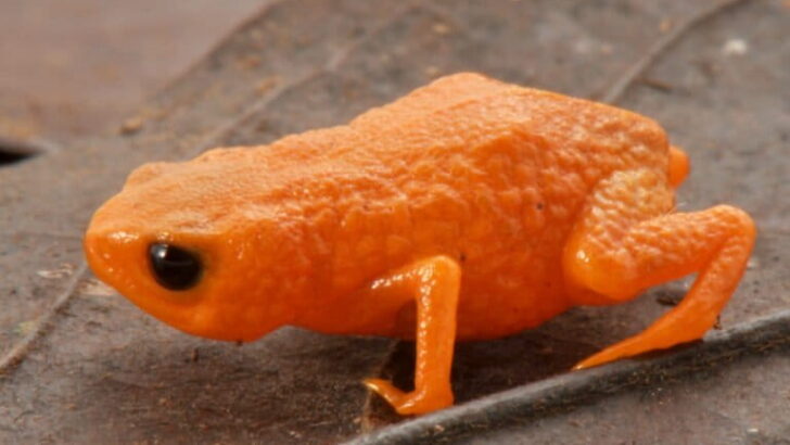 Pint-Sized Marvel: New Orange Toadlet Species Uncovered in Brazil’s Atlantic Forest