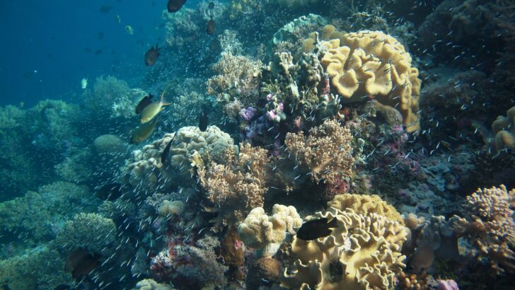 Ancient Corals Expose Accelerating Acidification in Pacific Northwest Waters