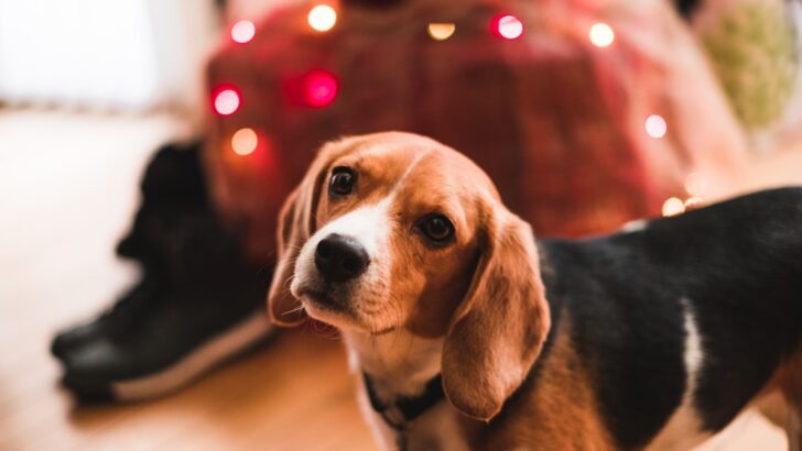Festive Feasts and Furry Friends: A Safety Guide to Christmas Foods for Dogs