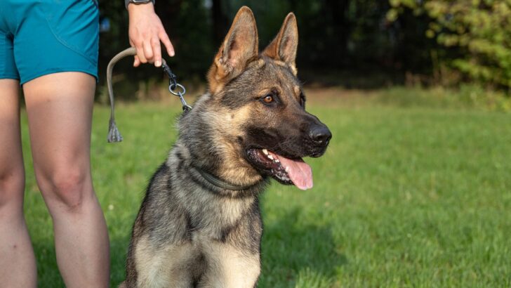 Thinking of a Dog Training Career? The Truth About Certifications and What Comes Next