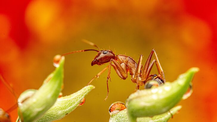 Ant Farm 101: A Simple Starter Guide for Beginners