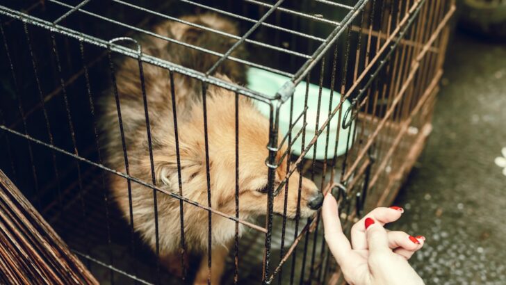 Avoid Charity Scams: Thoughtful Holiday Donations That Help Animals Thrive