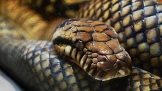 Which Animal Reflects Your Zodiac Sign's Darker Personality Traits