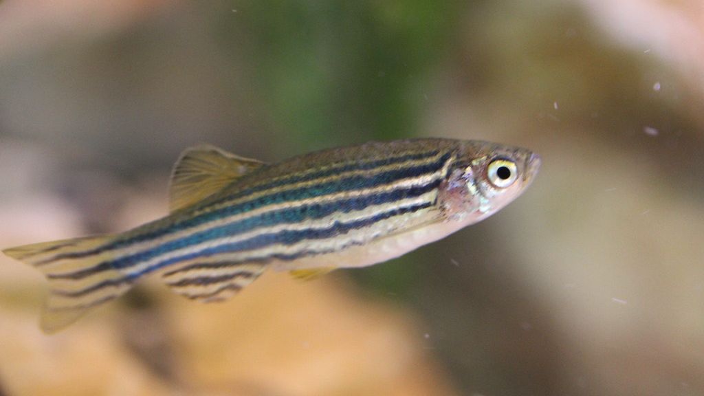 5 Beginner-Friendly Fish Species Aquarists Actually Recommend