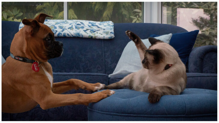 How to Introduce a New Pet to Your Home Without Any Stress