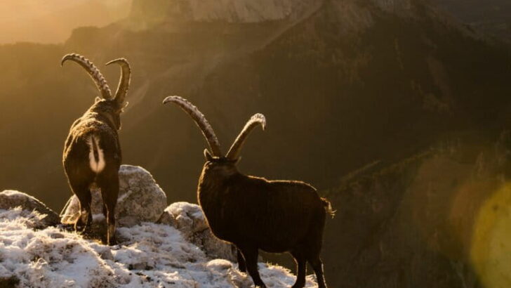 Dauphiné Alps – France’s Ambitious Rewilding Effort Gains Momentum