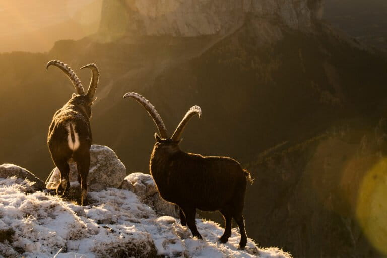 France’s largest rewilding project
