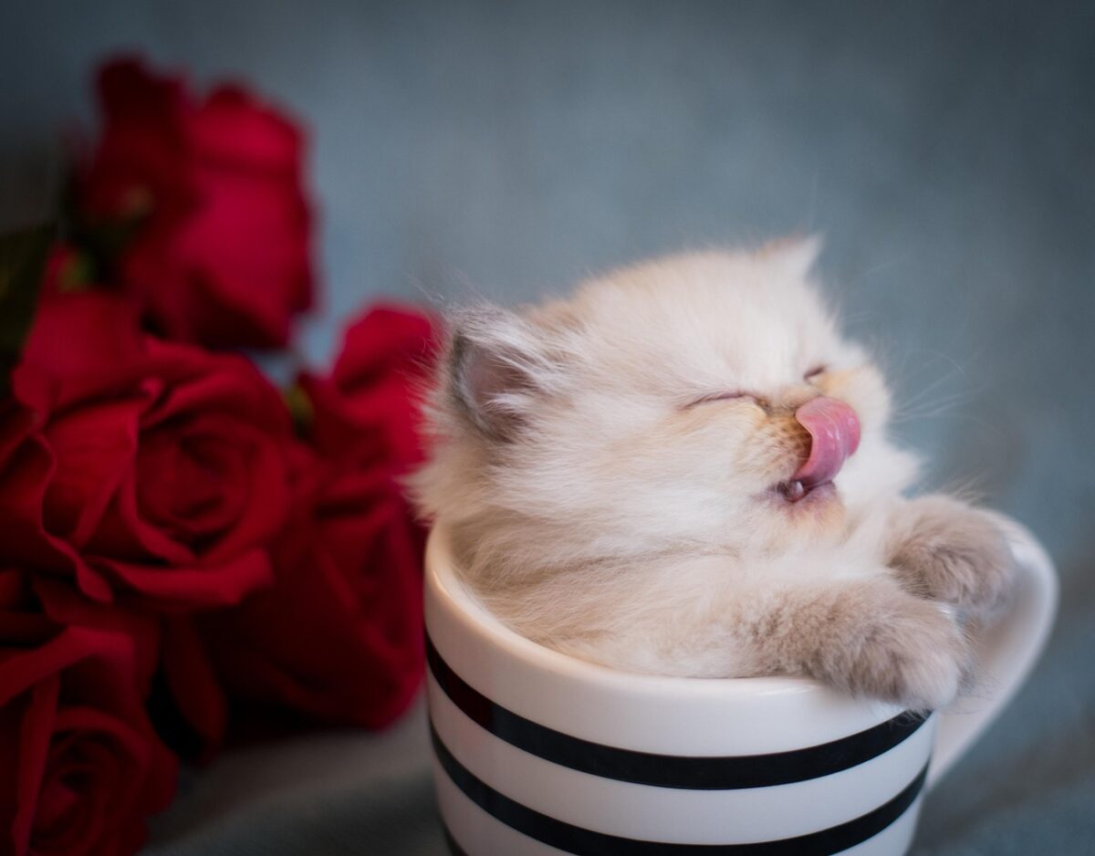 Why Cats Stick Their Tongues Out — And What It Really Means