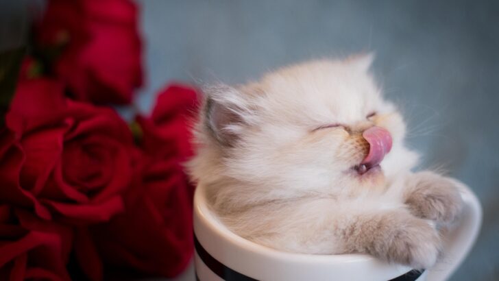 Decoding the Quirky Habit: Why Cats Often Stick Out Their Tongues