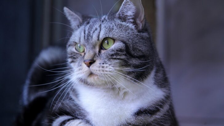 Do Cats Feel Your Absence? Exploring the Hidden Bonds Between Felines and Their Humans