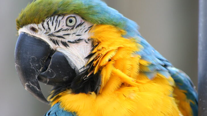 Top Vet-Recommended Parrot Foods for Vibrant Health and Longevity