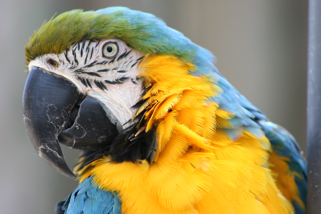 Best Parrot Food for Optimal Nutrition Vet Approved Picks