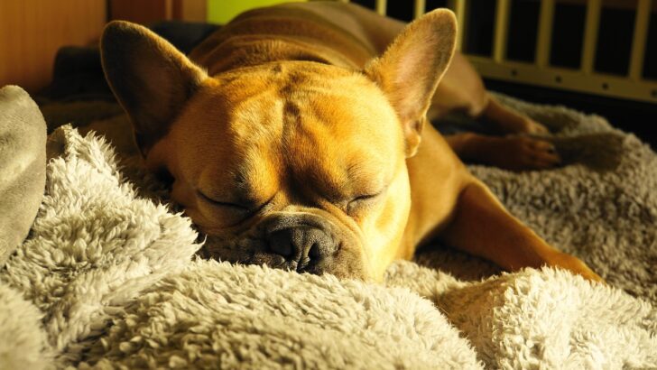 Why Do Dogs Snore? Unpacking the Everyday Causes