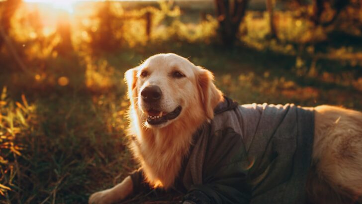 Unlocking Canine Longevity: Proven Ways to Extend Your Dog’s Lifespan
