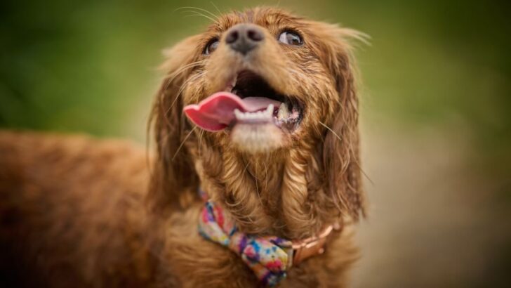 10 Unique Names for Your New Pet That Stand Out From the Pack