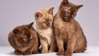 If Your Zodiac Sign is Pisces, These are The Best Cat Breeds for You