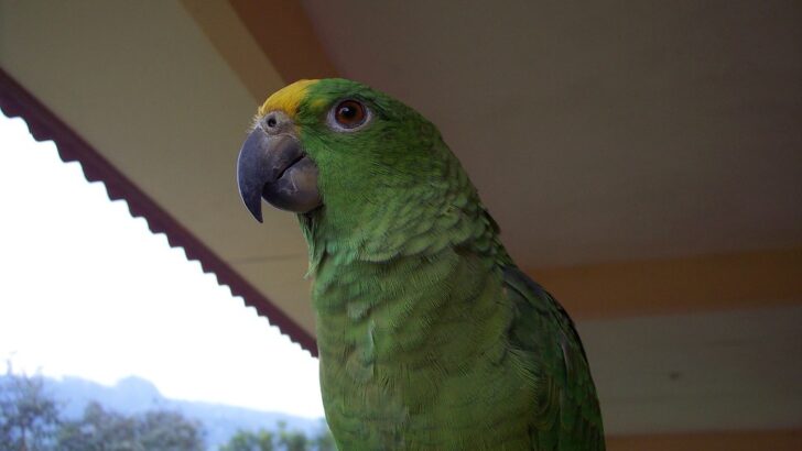 Give Them Space to Thrive: Cage Must-Haves for Large Parrots