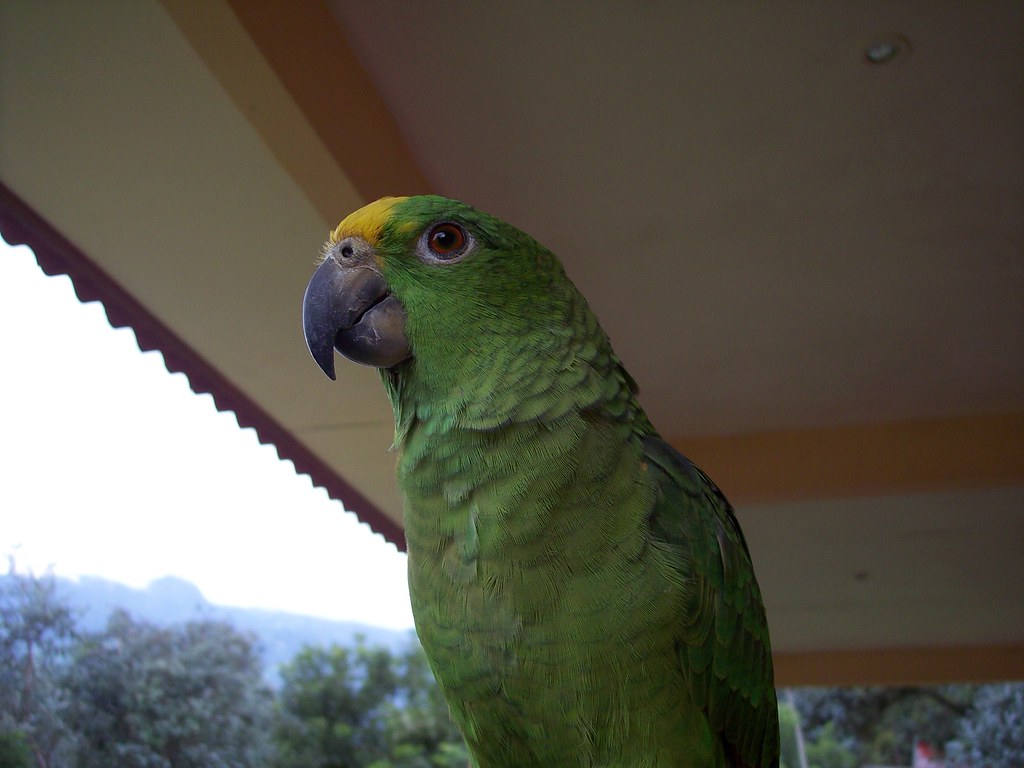 Spacious Bird Cage Setup for Large Parrots
