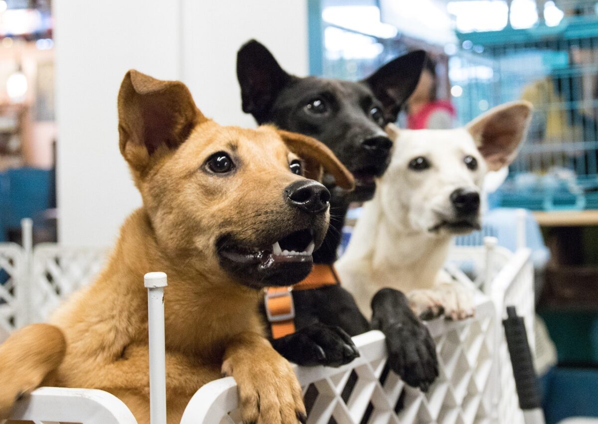 The Ontario SPCA helps more than 500 animals find homes this holiday season