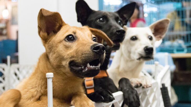 Ontario SPCA&rsquo;s Festive Triumph: Over 500 Animals Secure Loving Homes in Record Holiday Campaign