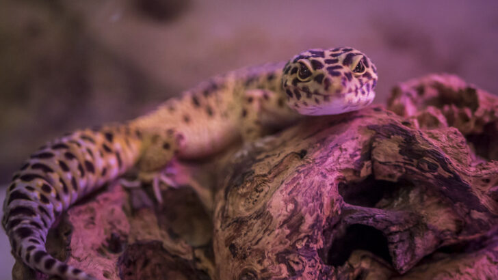 Soft Light, Healthy Scales: Mastering Lighting for Shade-Dwelling Reptiles
