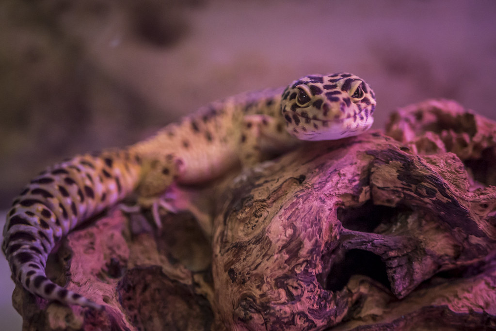 Shade-Dwelling Reptile Lighting Made Simple