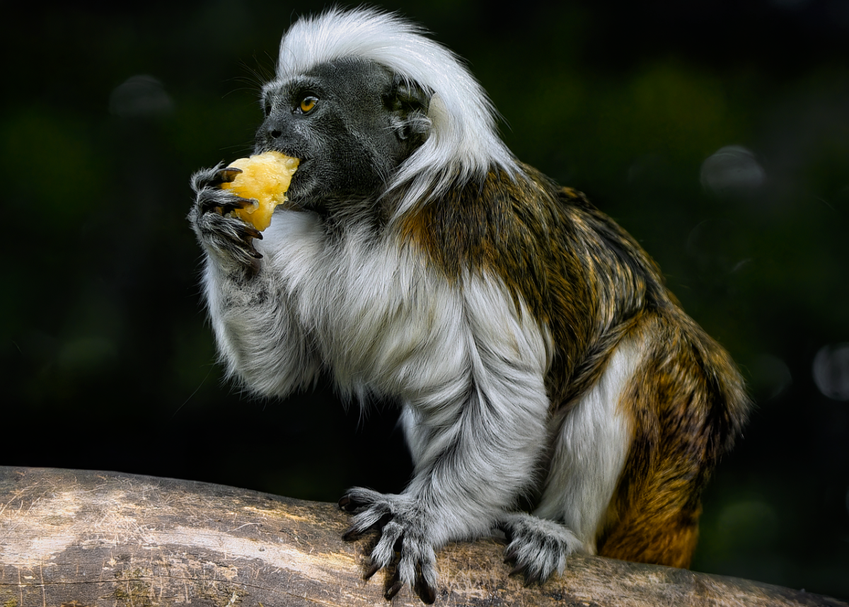 On the 52nd Anniversary of the Endangered Species Act, the Nation’s Most Popular Wildlife Law Faces Unprecedented Attacks