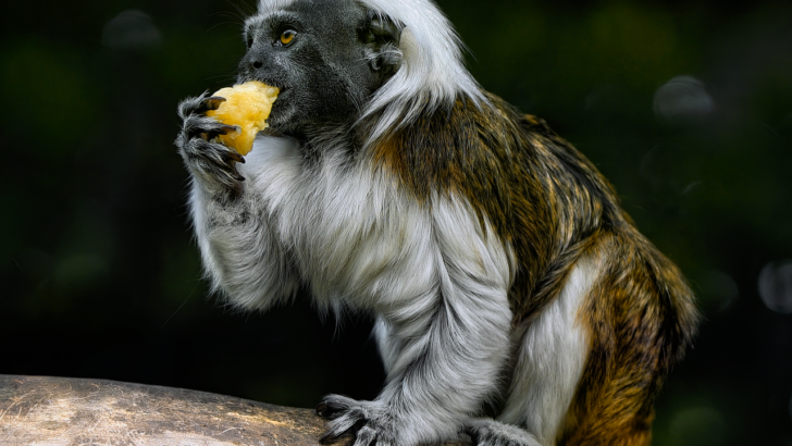 Endangered Species Act Reaches 52: Wildlife Protections Face Renewed Political Scrutiny