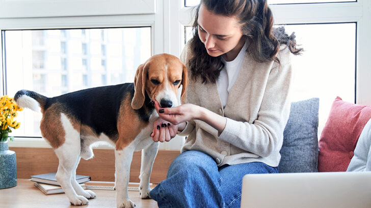 Pet Owners on Alert: Salmonella Concerns Trigger Recall of Two Dog Biscuit Brands