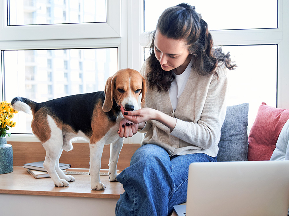 2 Dog Treats Recalled Due to Salmonella Contamination