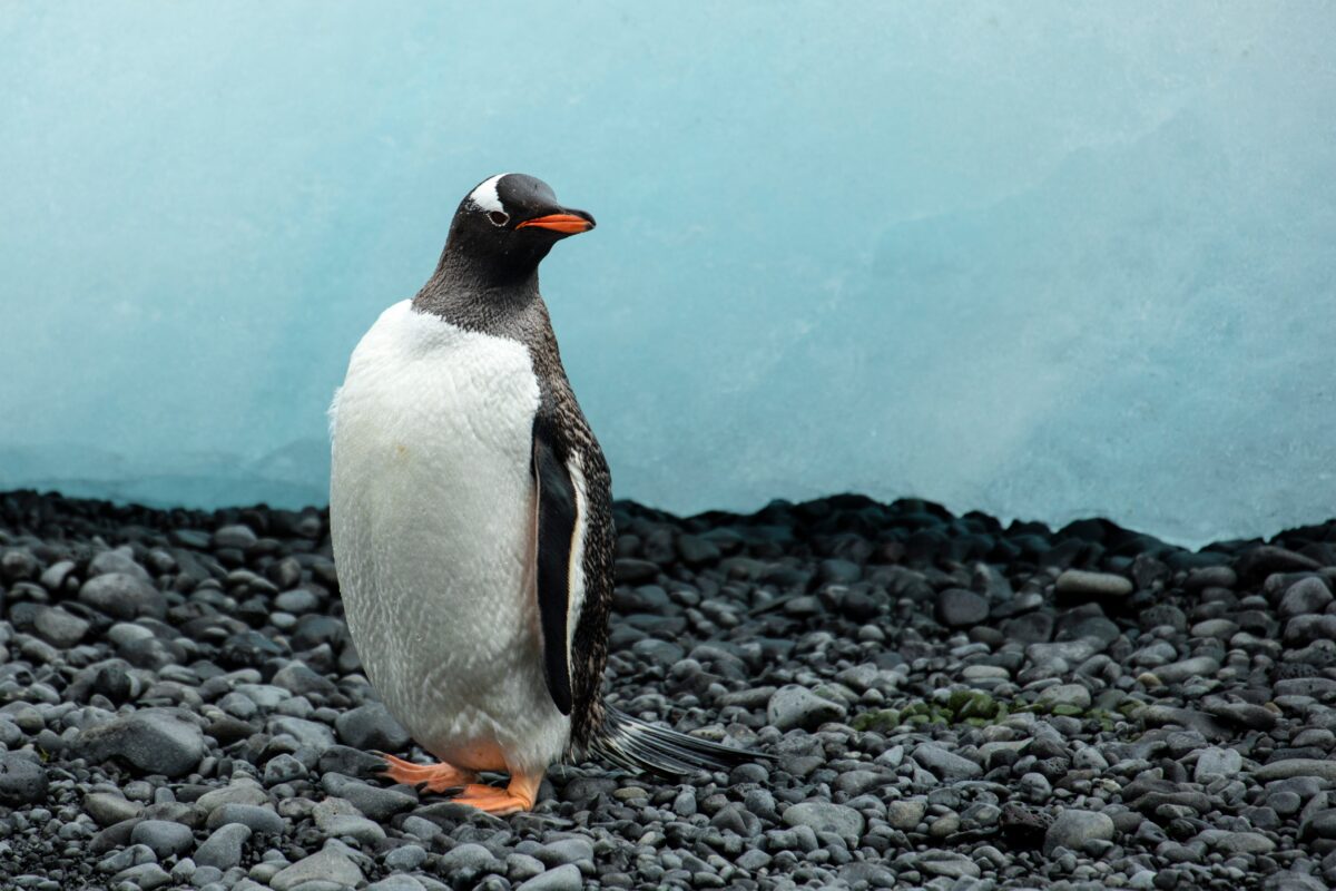 Probing pollutants: how I use penguin faeces to measure contaminants in Antarctica