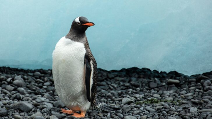 Antarctica’s Warning Signal: What Penguin Guano Reveals About Hidden Toxins