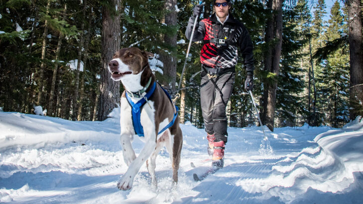 Essential Grooming Tips to Safeguard Your Dog’s Coat in Winter