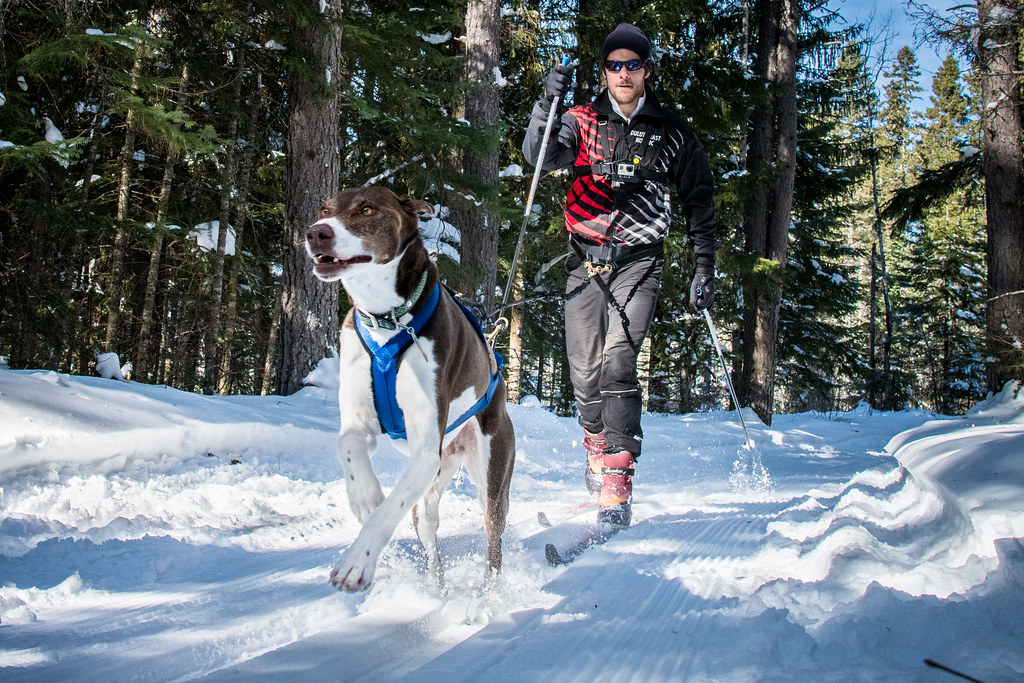 Dog Grooming Tips for Winter Coat Care