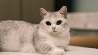 Virgo Cat Owners: 5 Breeds That Respect Order - and 5 That Will Drive You Quietly Insane