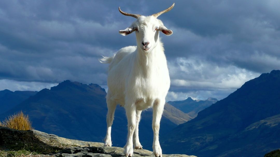 What Animal Reflects Your Zodiac Sign's Defensive Instincts