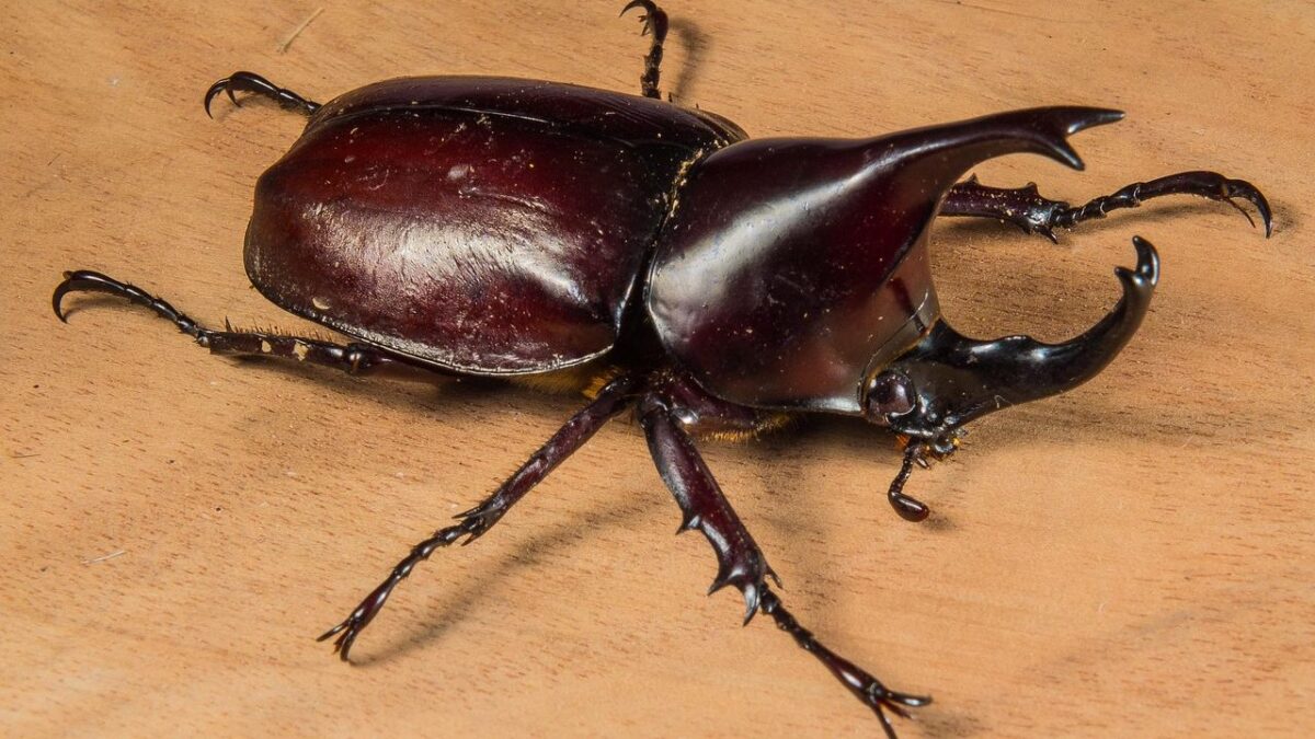 Certain Insects Possess Incredible Strength for Their Size