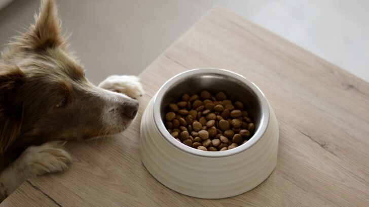 No More Belly Troubles: Smart Food Choices for Dogs with Sensitive Stomachs