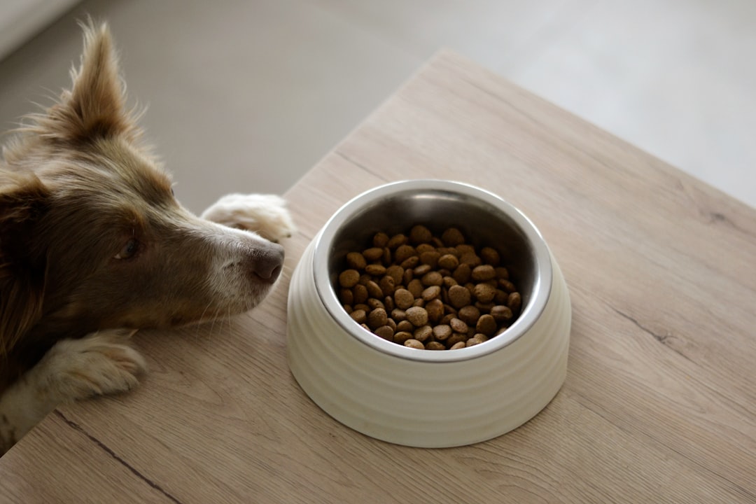 Choosing the Best Premium Dog Food for Sensitive Stomachs: A Guide for Pet Owners