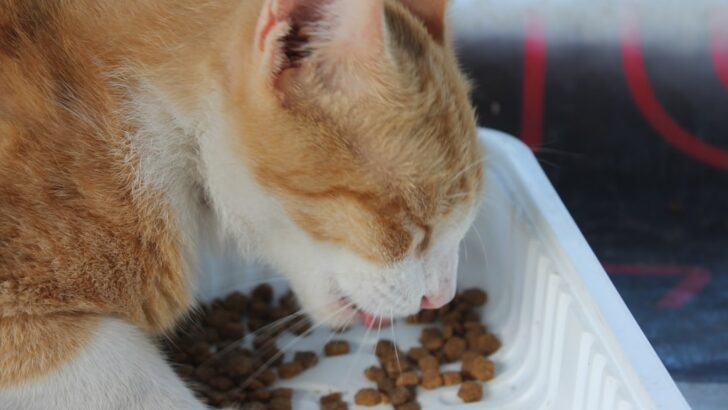 What&rsquo;s Really in the Bowl? Rethinking Grain-Free Diets for Cats