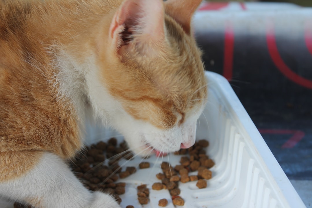 Ultimate Guide to Choosing Grain-Free Cat Food: What Every Cat Owner Should Know