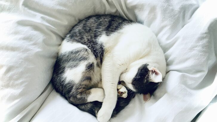 Pet Insurance Claims Reaches $1 Billion Milestone: Can You Afford Not Having One