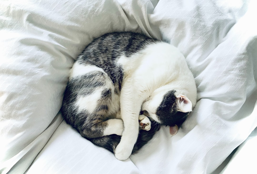 $1 Billion in Pet Insurance Claims – Can You Afford Not to Be Insured?