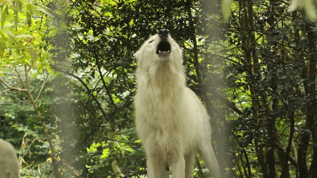 Wolves Are Highly Intelligent and Form Complex Social Bonds