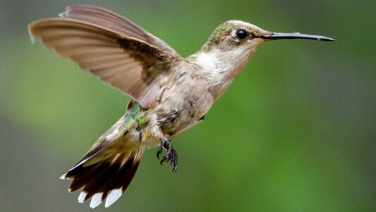 8 Unique Facts About Hummingbirds