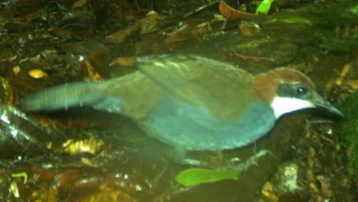 A Hidden Jewel Revealed: Researchers Stunned by a Rare Bird&rsquo;s Reappearance