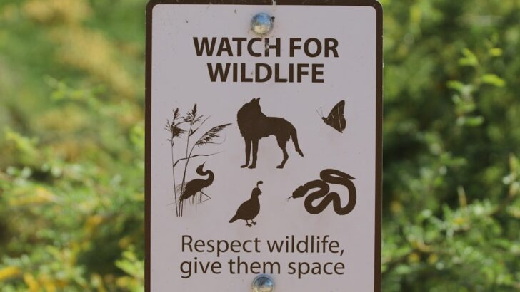 Turning Tides: The Breakthrough Policies That Reshaped Wildlife Conservation in 2025