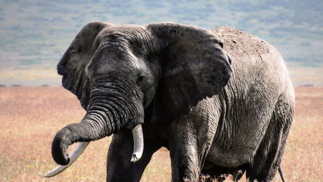 Why Elephants Never Forget: The Science Behind Their Incredible Minds