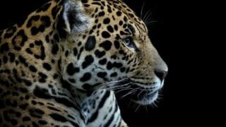 What Amazon Animal Are You According to Your Zodiac Sign